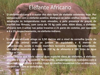 Elefante AfricanoO elefante-africano é o maior dos dois tipos de elefante existentes hoje. Por comparação com o elefante-asiático, distingue-se pelas orelhas maiores, uma adaptação às temperaturas mais elevadas, e pela presença de presas de marfim nas fêmeas, com cerca de 70 kg cada uma. Além disso, o elefante-africano tem 3 unhas nas patas traseiras e 21 pares de costelas, por oposição a 4 e 19, respectivamente, no elefante-indiano.O elefante-africano atinge os 3,50 metros até o nível da cernelha (parte do corpo do animal onde se juntam as espáduas) e 6 metros de comprimento, sendo o maior mamífero terrestre existente na actualidade. Um adulto necessita de cerca de 250 kg de alimento e 160 litros de água todos os dias.acreditava-se que havia apenas duas espécies vivas de elefantes, o elefante-africano e o elefante-asiático.No entanto, estudos genéticos realizados com o objectivo de controlar o tráfico ilegal de marfim trouxeram à luz as diferenças intrínsecas entre as variedades.