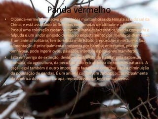 Panda vermelhoO panda-vermelho é nativo das regiões montanhosas do Himalaias e do sul da China, e está associado às florestas temperadas de altitude e a bambuzais. Possui uma coloração castanho-avermelhada característica, cauda comprida e felpuda e um andar gingado devido ao encurtamento dos membros dianteiros. É um animal solitário, territorialista e de hábito crepuscular e nocturno. Sua alimentação é principalmente composta por bambu; entretanto, por ser omnívoro, pode ingerir ovos, pássaros, insectos e pequenos mamíferos.Está em perigo de extinção, devido à destruição do habitat pela expansão humana, da agricultura, da pecuária e do extractivista de recursos naturais. A caça ilegal também é outro importante factor que contribui para a diminuição da população de pandas. É um animal comum em zoológicos, principalmente da América do Norte e Europa, reproduzindo-se bem em cativeiro.