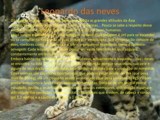 Leopardo das nevesO Leopardo – das - neves é um felino que habita as grandes altitudes da Ásia central, principalmente o Tibete, o Nepal, o Himalaias... Pouco se sabe a respeito desse animal arredio e solitário, que raramente é visto por seres humanos.pêlos longos e sedosos, com uma lanugem na base. Essa pelagem é útil para se esconder ou se camuflar na neve e caçar suas presas por emboscada. Sua alimentação consiste de aves, roedores como a marmota e a lebre, e pequenos mamíferos como o carneiro-selvagem. Cada leopardo das neves possui um vasto território no qual vagueia constantemente em busca de alimento.Embora habite regiões remotas e de difícil acesso, actualmente o leopardo – das - neves se encontra na lista de espécies ameaçadas de extinção porque seus ossos, sua pele e alguns de seus órgãos são utilizadas pela medicina asiática para a produção de remédios.Estes animais são caçadores oportunistas, que podem pesar desde um Yak (que pesa mais de 200 kg) até um pequeno veado almiscarado (que pesa somente 10 kg). Podem predar aves como o faisão ou as pequenas marmotas. Trata-se de um animal pouco estudado, devido a seus hábitos reservados, poucos exemplares, distribuição esparsa e dificuldade das condições de seu habitat. São animais que medem, de cabeça e corpo até 1,3 metros e a cauda que chega a 1 metros.