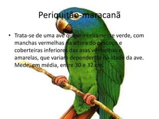 Periquitão-maracanãTrata-se de uma ave quase inteiramente verde, com manchas vermelhas na altura do pescoço e coberteiras inferiores das asas vermelhas e amarelas, que variam dependendo da idade da ave. Mede, em média, entre 30 e 32 cm.