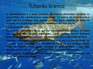 Tubarão brancoO tubarão-branco é o peixe predador de maiores dimensões existente na actualidade. Um tubarão-branco pode atingir 7,5 metros de comprimento e pesar até 2,5 toneladas. Esta espécie vive nas águas costeiras de todos os oceanos, desde que haja populações adequadas das suas presas. Come peixes em geral.Come Leões Marinhos e Focas, que por possuirem muita gordura no corpo são um dos seus "pratos" predilectos , pois quando comem bastante gordura, podem ficar por bastante tempo sem ter que se alimentar de novo.Tubarões mais velhos sabem identificar melhor o que é a comida deles: no caso dos seres- humanos, nós não fazemos parte do seu cardápio, sendo assim os tubarões mais novos mordem os seres-humanos , mas logo descobrem que não somos “bons" para eles e normalmente cospem.Encontram-se no topo da pirâmide alimentar, apenas sendo confrotados por Orcas, as Baleias Assassinas