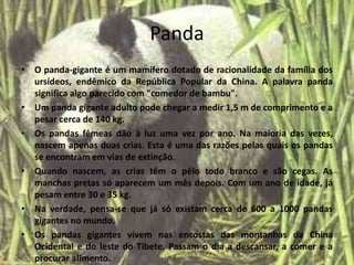 Panda O panda-gigante é um mamífero dotado de racionalidade da família dos ursídeos, endêmico da República Popular da China. A palavra panda significa algo parecido com "comedor de bambu".Um panda gigante adulto pode chegar a medir 1,5 m de comprimento e a pesar cerca de 140 kg. Os pandas fêmeas dão à luz uma vez por ano. Na maioria das vezes, nascem apenas duas crias. Esta é uma das razões pelas quais os pandas se encontram em vias de extinção.Quando nascem, as crias têm o pêlo todo branco e são cegas. As manchas pretas só aparecem um mês depois. Com um ano de idade, já pesam entre 30 e 35 kg.Na verdade, pensa-se que já só existam cerca de 600 a 1000 pandas gigantes no mundo.Os pandas gigantes vivem nas encostas das montanhas da China Ocidental e do leste do Tibete. Passam o dia a descansar, a comer e a procurar alimento.