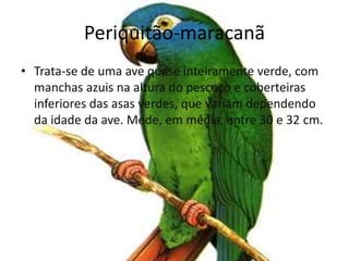 Periquitão-maracanãTrata-se de uma ave quase inteiramente verde, com manchas azuis na altura do pescoço e coberteiras inferiores das asas verdes, que variam dependendo da idade da ave. Mede, em média, entre 30 e 32 cm.