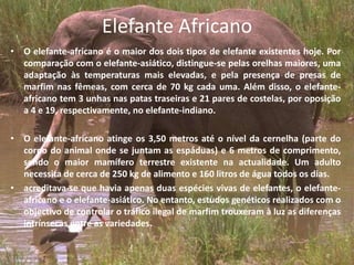 Elefante AfricanoO elefante-africano é o maior dos dois tipos de elefante existentes hoje. Por comparação com o elefante-asiático, distingue-se pelas orelhas maiores, uma adaptação às temperaturas mais elevadas, e pela presença de presas de marfim nas fêmeas, com cerca de 70 kg cada uma. Além disso, o elefante-africano tem 3 unhas nas patas traseiras e 21 pares de costelas, por oposição a 4 e 19, respectivamente, no elefante-indiano.O elefante-africano atinge os 3,50 metros até o nível da cernelha (parte do corpo do animal onde se juntam as espáduas) e 6 metros de comprimento, sendo o maior mamífero terrestre existente na actualidade. Um adulto necessita de cerca de 250 kg de alimento e 160 litros de água todos os dias.acreditava-se que havia apenas duas espécies vivas de elefantes, o elefante-africano e o elefante-asiático.No entanto, estudos genéticos realizados com o objectivo de controlar o tráfico ilegal de marfim trouxeram à luz as diferenças intrínsecas entre as variedades.