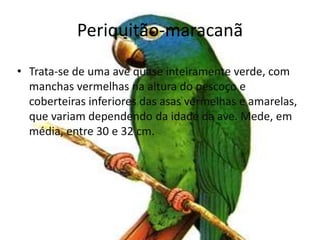 Periquitão-maracanãTrata-se de uma ave quase inteiramente verde, com manchas vermelhas na altura do pescoço e coberteiras inferiores das asas vermelhas e amarelas, que variam dependendo da idade da ave. Mede, em média, entre 30 e 32 cm.