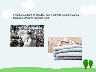 Essa flor é a fibra de algodão, que é extraída para fabricar os
tecidos e linhas na indústria têxtil.
 