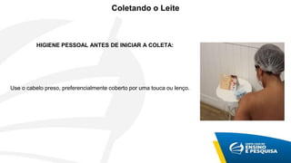 Coletando o Leite
HIGIENE PESSOAL ANTES DE INICIAR A COLETA:
Use o cabelo preso, preferencialmente coberto por uma touca ou lenço.
 