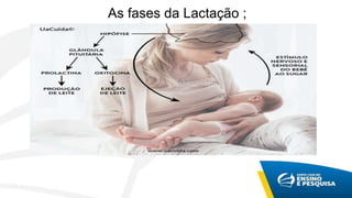 As fases da Lactação ;
 