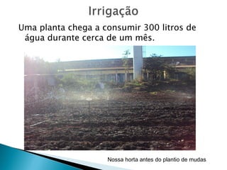 Uma planta chega a consumir 300 litros de
 água durante cerca de um mês.




                    Nossa horta antes do plantio de mudas
 