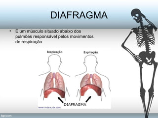 DIAFRAGMA 
• É um músculo situado abaixo dos 
pulmões responsável pelos movimentos 
de respiração 
 
