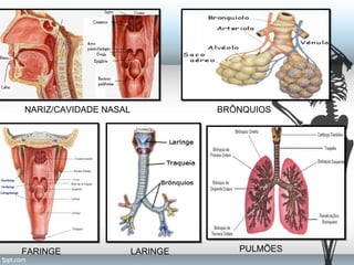 NARIZ/CAVIDADE NASAL BRÔNQUIOS 
FARINGE LARINGE PULMÕES 
 