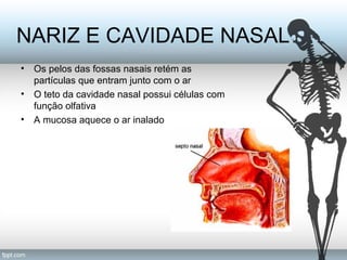 NARIZ E CAVIDADE NASAL 
• Os pelos das fossas nasais retém as 
partículas que entram junto com o ar 
• O teto da cavidade nasal possui células com 
função olfativa 
• A mucosa aquece o ar inalado 
 