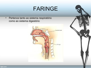 FARINGE 
• Pertence tanto ao sistema respiratório 
como ao sistema digestório 
 