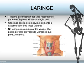 LARINGE 
• Trabalha para desviar das vias respiratórias 
para o esôfago os alimentos deglutidos 
• Caso não ocorra este desvio, o alimento é 
expelido com uma tosse violenta 
• Na laringe existem as cordas vocais. O ar 
passa por elas provocando vibrações que 
produzem sons 
 