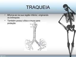 TRAQUEIA 
• Bifurca-se na sua região inferior, originando 
os brônquios 
• Também possui cílios e muco para 
proteção 
 