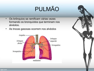 PULMÃO 
• Os brônquios se ramificam várias vezes 
formando os bronquíolos que terminam nos 
alvéolos. 
• As trocas gasosas ocorrem nos alvéolos 
 