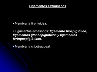 Ligamentos Extrínsecos
• Membrana tirohioidea.
• Ligamentos accesorios: ligamento hioepiglótico,
ligamentos glosoepiglóticos y ligamentos
faringoepiglóticos.
• Membrana cricotraqueal.
 