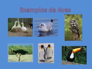 Mamíferos Geralmente, têm o corpo coberto de pêlo.Nascem no útero da mãe( vivíparos).Quando são pequenos, alimentam-se do leite materno.A maior parte anda; outros nadam e outros voam.Têm esqueleto interno. São animais vertebrados.