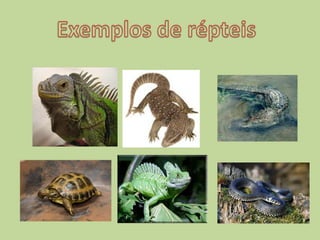 PeixesOs peixes vivem e respiram dentro da água, através de guelras.Nascem de ovos (ovíparos) .Têm o corpo coberto de escamas.Para nadar, possuem barbatanas.Têm ossos. São animais vertebrados.