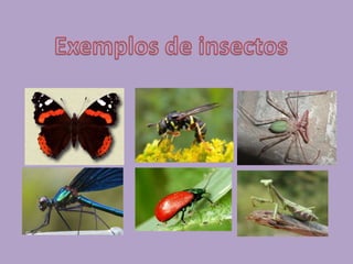 AvesTêm o corpo coberto de   penas.Nascem de ovos (ovíparos).Quase todas as aves voam.São animais vertebrados. Têm ossos. 