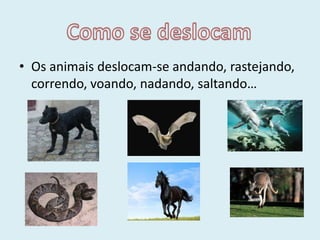 Os animais deslocam-se andando, rastejando, correndo, voando, nadando, saltando…Como se deslocam