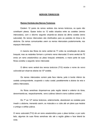 10
NERVOS TORÁCICOS
Ramos Ventrais dos Nervos Torácicos
Existem 12 pares de ramos ventrais dos nervos torácicos, os quais não
constituem plexos. Quase todos os 12 estão situados entre as costelas (nervos
intercostais), com o décimo segundo situando-se abaixo da última costela (nervo
subcostal). Os nervos intercostais são distribuídos para as paredes do tórax e do
abdome. Os ramos comunicantes unem os nervos intercostais posteriormente, nos
espaços intercostais.
A maioria das fibras do ramo ventral de T1 entra na constituição do plexo
braquial, mas as restantes formam o primeiro nervo intercostal. O ramo ventral de T2
envia um ramo anastomótico ao plexo braquial, entretanto, a maior parte de suas
fibras constitui o segundo nervo intercostal.
O último ramo ventral dos nervos torácicos (T12) recebe o nome de nervo
subcostal por situar-se abaixo da 12ª costela.
Os nervos intercostais correm pela face interna, junto à borda inferior da
costela correspondente, ocupando o sulco costal, paralelamente e abaixo da veia e
artéria intercostais.
As fibras sensitivas dispersam-se pela região lateral e anterior do tórax,
denominando-se, respectivamente, ramo cutâneo lateral e ramo cutâneo anterior.
Do 7º ao 12º ramos torácicos, anteriormente, abandonam as costelas para
invadir o abdome, inervando assim, os músculos e a cútis até um plano que medeie
o umbigo e sínfise púbica.
O nervo subcostal (T12) dá um ramo anastomótico para o plexo lombar, e por outro
lado, algumas de suas fibras sensitivas vão até a região glútea e face lateral da
coxa.
 