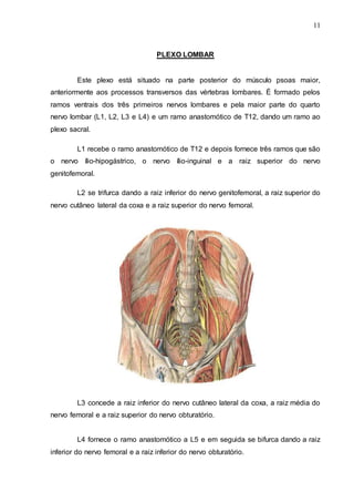 11
PLEXO LOMBAR
Este plexo está situado na parte posterior do músculo psoas maior,
anteriormente aos processos transversos das vértebras lombares. É formado pelos
ramos ventrais dos três primeiros nervos lombares e pela maior parte do quarto
nervo lombar (L1, L2, L3 e L4) e um ramo anastomótico de T12, dando um ramo ao
plexo sacral.
L1 recebe o ramo anastomótico de T12 e depois fornece três ramos que são
o nervo ílio-hipogástrico, o nervo ílio-inguinal e a raiz superior do nervo
genitofemoral.
L2 se trifurca dando a raiz inferior do nervo genitofemoral, a raiz superior do
nervo cutâneo lateral da coxa e a raiz superior do nervo femoral.
L3 concede a raiz inferior do nervo cutâneo lateral da coxa, a raiz média do
nervo femoral e a raiz superior do nervo obturatório.
L4 fornece o ramo anastomótico a L5 e em seguida se bifurca dando a raiz
inferior do nervo femoral e a raiz inferior do nervo obturatório.
 