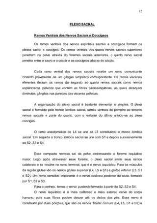 12
PLEXO SACRAL
Ramos Ventrais dos Nervos Sacrais e Coccígeos
Os ramos ventrais dos nervos espinhais sacrais e coccígeos formam os
plexos sacral e coccígeo. Os ramos ventrais dos quatro nervos sacrais superiores
penetram na pelve através do forames sacrais anteriores, o quinto nervo sacral
penetra entre o sacro e o cóccix e os coccígeos abaixo do cóccix.
Cada ramo ventral dos nervos sacrais recebe um ramo comunicante
cinzento proveniente de um gânglio simpático correspondente. Os ramos viscerais
eferentes deixam os ramos do segundo ao quarto nervos sacrais como nervos
esplâncnicos pélvicos que contêm as fibras parassimpáticas, as quais alcançam
diminutos gânglios nas paredes das vísceras pélvicas.
A organização do plexo sacral é bastante elementar e simples. O plexo
sacral é formado pelo tronco lombos sacral, ramos ventrais do primeiro ao terceiro
nervos sacrais e parte do quarto, com o restante do último unindo-se ao plexo
coccígeo.
O ramo anastomótico de L4 se une ao L5 constituindo o tronco lombos
sacral. Em seguida o tronco lombos sacral se une com S1 e depois sucessivamente
ao S2, S3 e S4.
Esse compacto nervoso sai da pelve atravessando o forame isquiático
maior. Logo após atravessar esse forame, o plexo sacral emite seus ramos
colaterais e se resolve no ramo terminal, que é o nervo isquiático. Para os músculos
da região glútea vão os nervos glúteo superior (L4, L5 e S1) e glúteo inferior (L5, S1
e S2). Um ramo sensitivo importante é o nervo cutâneo posterior da coxa, formado
por S1, S2 e S3.
Para o períneo, temos o nervo pudendo formado á partir de S2, S3 e S4.
O nervo isquiático é o mais calibroso e mais extenso nervo do corpo
humano, pois suas fibras podem descer até os dedos dos pés. Esse nervo é
constituído por duas porções, que são os nervos fibular comum (L4, L5, S1 e S2) e
 
