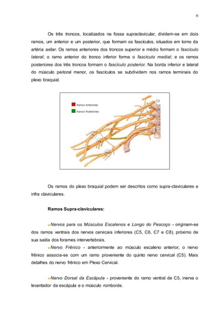 6
Os três troncos, localizados na fossa supraclavicular, dividem-se em dois
ramos, um anterior e um posterior, que formam os fascículos, situados em torno da
artéria axilar. Os ramos anteriores dos troncos superior e médio formam o fascículo
lateral; o ramo anterior do tronco inferior forma o fascículo medial; e os ramos
posteriores dos três troncos formam o fascículo posterior. Na borda inferior e lateral
do músculo peitoral menor, os fascículos se subdividem nos ramos terminais do
plexo braquial.
Os ramos do plexo braquial podem ser descritos como supra-claviculares e
infra claviculares.
Ramos Supra-claviculares:
Nervos para os Músculos Escalenos e Longo do Pescoço - originam-se
dos ramos ventrais dos nervos cervicais inferiores (C5, C6, C7 e C8), próximo de
sua saída dos forames intervertebrais.
Nervo Frênico - anteriormente ao músculo escaleno anterior, o nervo
frênico associa-se com um ramo proveniente do quinto nervo cervical (C5). Mais
detalhes do nervo frênico em Plexo Cervical.
Nervo Dorsal da Escápula - proveniente do ramo ventral de C5, inerva o
levantador da escápula e o músculo romboide.
 