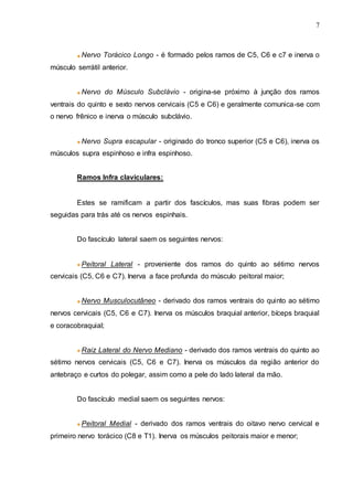 7
Nervo Torácico Longo - é formado pelos ramos de C5, C6 e c7 e inerva o
músculo serrátil anterior.
Nervo do Músculo Subclávio - origina-se próximo à junção dos ramos
ventrais do quinto e sexto nervos cervicais (C5 e C6) e geralmente comunica-se com
o nervo frênico e inerva o músculo subclávio.
Nervo Supra escapular - originado do tronco superior (C5 e C6), inerva os
músculos supra espinhoso e infra espinhoso.
Ramos Infra claviculares:
Estes se ramificam a partir dos fascículos, mas suas fibras podem ser
seguidas para trás até os nervos espinhais.
Do fascículo lateral saem os seguintes nervos:
Peitoral Lateral - proveniente dos ramos do quinto ao sétimo nervos
cervicais (C5, C6 e C7). Inerva a face profunda do músculo peitoral maior;
Nervo Musculocutâneo - derivado dos ramos ventrais do quinto ao sétimo
nervos cervicais (C5, C6 e C7). Inerva os músculos braquial anterior, bíceps braquial
e coracobraquial;
Raiz Lateral do Nervo Mediano - derivado dos ramos ventrais do quinto ao
sétimo nervos cervicais (C5, C6 e C7). Inerva os músculos da região anterior do
antebraço e curtos do polegar, assim como a pele do lado lateral da mão.
Do fascículo medial saem os seguintes nervos:
Peitoral Medial - derivado dos ramos ventrais do oitavo nervo cervical e
primeiro nervo torácico (C8 e T1). Inerva os músculos peitorais maior e menor;
 