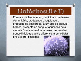 O Forma e núcleo esférico, participam da defesa
 comunitária, produzindo e regulando a
 produção de anticorpos. É um tipo de glóbulo
 branco, presente no sangue fabricados pela
 medula óssea vermelha, através das células-
 tronco linfoides que se diferenciam em células
 pré B e pró- timocitos.
 