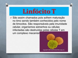 Linfócito T
O São assim chamados pois sofrem maturação
 no timo sendo também conhecidos pelo nome
 de timocitos. São responsáveis pela imunidade
 celular, organismos estranhos ou células
 infectadas são destruídas pelas células T em
 um complexo mecanismo.
 