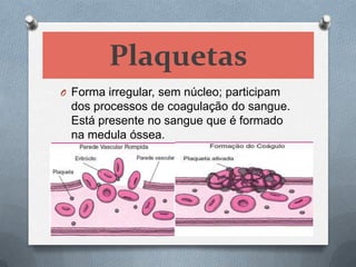 Plaquetas
O Forma irregular, sem núcleo; participam
 dos processos de coagulação do sangue.
 Está presente no sangue que é formado
 na medula óssea.
 