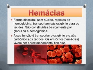 O Forma discoidal, sem núcleo, repletas de
  hemoglobina; transportam gás oxigênio para os
  tecidos. São constituídas basicamente por
  globulina e hemoglobina.
O A sua função é transportar o oxigênio e o gás
  carbônico aos tecidos. Os eritrócitos(hemácias)
  vivem por aproximadamente 120 dias.
 