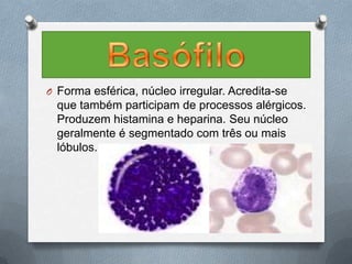 O Forma esférica, núcleo irregular. Acredita-se
  que também participam de processos alérgicos.
  Produzem histamina e heparina. Seu núcleo
  geralmente é segmentado com três ou mais
  lóbulos.
 