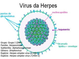 Grupo: Grupo I (DNA)  Familia:  Herpesviridae Subfamília:  Alphaherpesvirinae   Gênero:  Simplexvirus   Espécie:  Herpes simplex virus 1  (HSV-1)  Espécie:  Herpes simplex virus 2  (HSV-2) 