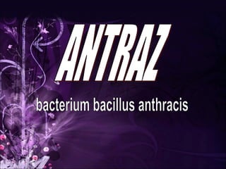 bacterium bacillus anthracis ANTRAZ 