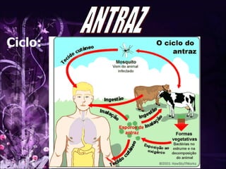 ANTRAZ Ciclo: 