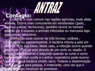 Contagio: O antraz é mais comum nas regiões agrícolas, onde afeta animais. Ocorre mais comumente em vertebrados (gado, ovelhas, cabras, herbívoros), também ocorre no homem quando ele é exposto a animais infectados ou manuseia algo que contém a bactéria. A infecção pode ocorrer de três formas: cutânea , respiratória ou gastrointestinal. A bactéria infecta a pele em mais de 95% dos casos. Neste caso, a infecção ocorre quando a bactéria entra na pele através de um corte ou raspão. O antraz gastrointestinal é adquirido quando se come a carne contaminada mal cozida e o antraz respiratório pode ocorrer caso se inale a bactéria (muito raro). Todavia a disseminação direta, pessoa para pessoa, é irrelevante, uma vez que é extremamente incomum de acontecer. ANTRAZ 