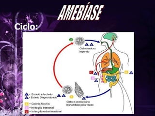 AMEBÍASE Ciclo: 
