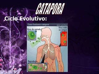 CATAPORA Ciclo Evolutivo: 