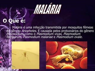O Que é: Malária é uma infecção transmitida por mosquitos fêmeas do gênero  Anopheles . É causada pelos protozoários do gênero  Plasmodium , como o  Plasmodium vivax ,  Plasmodium falciparum, Plasmodium malariae  e  Plasmodium ovale. MALÁRIA 