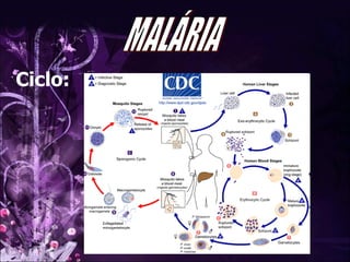 MALÁRIA Ciclo: 