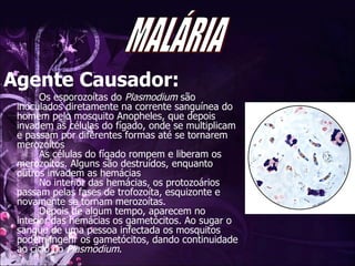 Agente Causador: Os esporozoítas do  Plasmodium  são inoculados diretamente na corrente sanguínea do homem pelo mosquito Anopheles, que depois invadem as células do fígado, onde se multiplicam e passam por diferentes formas até se tornarem merozoítos As células do fígado rompem e liberam os merozoítos. Alguns são destruídos, enquanto outros invadem as hemácias  No interior das hemácias, os protozoários passam pelas fases de trofozoíta, esquizonte e novamente se tornam merozoítas.  Depois de algum tempo, aparecem no interior das hemácias os gametócitos. Ao sugar o sangue de uma pessoa infectada os mosquitos podem ingerir os gametócitos, dando continuidade ao ciclo do  Plasmodium .   MALÁRIA 