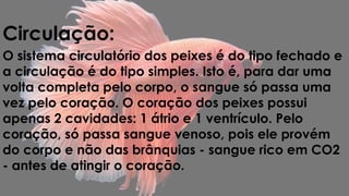 Circulação: 
O sistema circulatório dos peixes é do tipo fechado e 
a circulação é do tipo simples. Isto é, para dar uma 
volta completa pelo corpo, o sangue só passa uma 
vez pelo coração. O coração dos peixes possui 
apenas 2 cavidades: 1 átrio e 1 ventrículo. Pelo 
coração, só passa sangue venoso, pois ele provém 
do corpo e não das brânquias - sangue rico em CO2 
- antes de atingir o coração. 
 