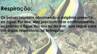 Respiração: 
Os peixes respiram absorvendo o oxigênio presente 
na água. Por isso, eles precisam ficar continuamente 
engolindo a água dos rios ou do mar, que segue para 
um órgão respiratório, as brânquias. 
 