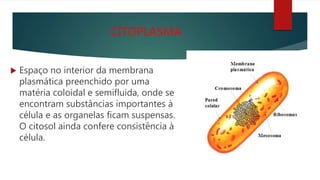 CITOPLASMA
 Espaço no interior da membrana
plasmática preenchido por uma
matéria coloidal e semifluida, onde se
encontram substâncias importantes à
célula e as organelas ficam suspensas.
O citosol ainda confere consistência à
célula.
 