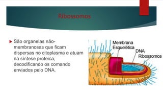 Ribossomos
 São organelas não-
membranosas que ficam
dispersas no citoplasma e atuam
na síntese proteica,
decodificando os comando
enviados pelo DNA.
 