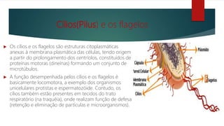 Cílios(Pilus) e os flagelos
 Os cílios e os flagelos são estruturas citoplasmáticas
anexas à membrana plasmática das células, tendo origem
a partir do prolongamento dos centríolos, constituídos de
proteínas motoras (dineínas) formando um conjunto de
microtúbulos.
 A função desempenhada pelos cílios e os flagelos é
basicamente locomotora, a exemplo dos organismos
unicelulares protistas e espermatozóide. Contudo, os
cílios também estão presentes em tecidos do trato
respiratório (na traquéia), onde realizam função de defesa
(retenção e eliminação de partículas e microorganismos).
 