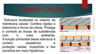 Parede Celular
Estrutura localizada no exterior da
membrana celular. Confere rigidez e
determina a forma da célula. Protege
e controla as trocas de substâncias
com o meio ambiente.
A função primordial dessa estrutura é
conferir resistência e
proteção celular, impedindo a lise
osmótica em meio hipotônico.
 